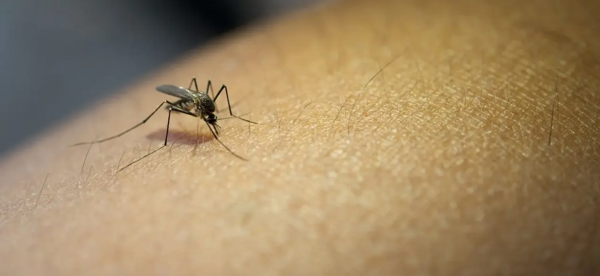 42% dos criadouros do mosquito da dengue estão em depósitos de água para consumo humano