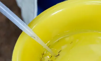 Divulgação/MS