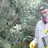Saiba como se prevenir da hantavirose, doença causada por roedores silvestres
